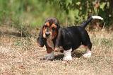 BASSET HOUND 162